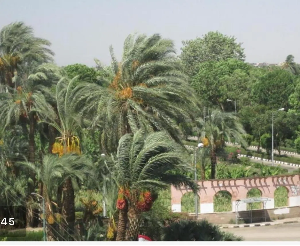 Guest house Cream Hostel Luxor Egypt